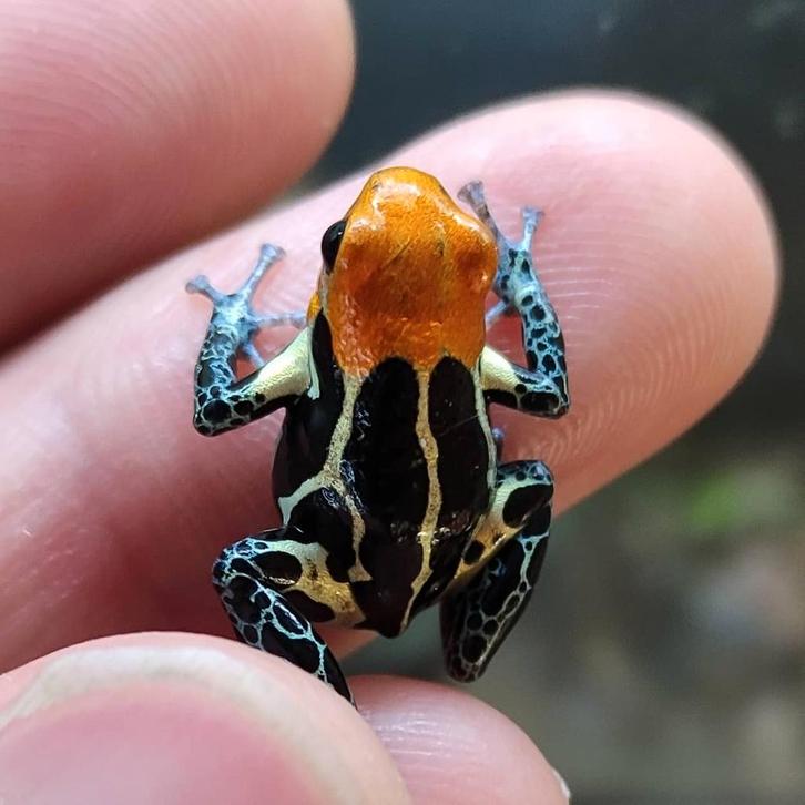Ranitomeya fantastica, vele varianten beschikbaar, Dieren en Toebehoren, Reptielen en Amfibieën, Amfibie, 0 tot 2 jaar
