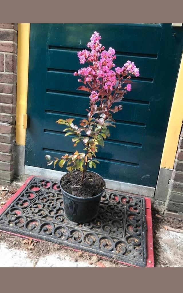 Tekoop: Lagerstroemia Rhapsody Pink., Tuin en Terras, Planten | Bomen, Overige soorten, Minder dan 100 cm, Volle zon, Zomer, In pot