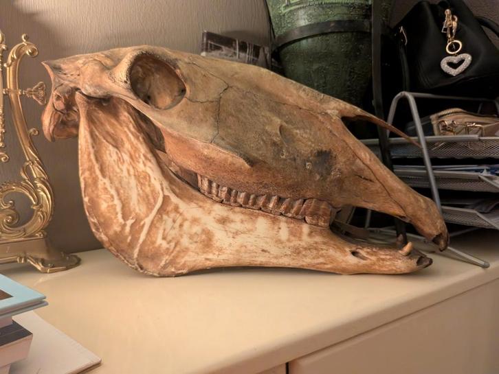 Paarden schedel, Antiek en Kunst, Antiek | Woonaccessoires, Ophalen of Verzenden