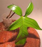 Philodendron Florida Green, Huis en Inrichting, Kamerplanten, Ophalen of Verzenden, Halfschaduw, Minder dan 100 cm