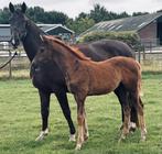 One million merrie veulen uit Daula stam, Dieren en Toebehoren, Paarden, Merrie, Minder dan 160 cm, Gechipt, Dressuurpaard