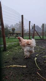 Te koop Brahma hen 1 jaar, Dieren en Toebehoren, Pluimvee