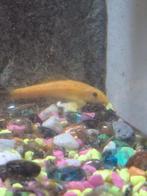 Chinees algne eter, Dieren en Toebehoren, Overige typen, Zoetwatervis