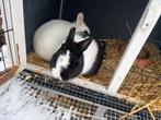Dwergkonijnen, Dieren en Toebehoren, Konijnen, Meerdere dieren, Dwerg, 0 tot 2 jaar