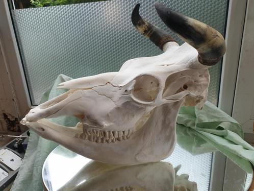 Stierenschedel schedel van een stier of rund anatomie koe, Verzamelen, Dierenverzamelingen, Zo goed als nieuw, Schedel, Boerderijdier