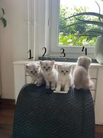 Britse korthaar kittens, Dieren en Toebehoren, Katten en Kittens | Raskatten | Korthaar, Meerdere dieren, Ontwormd, 0 tot 2 jaar
