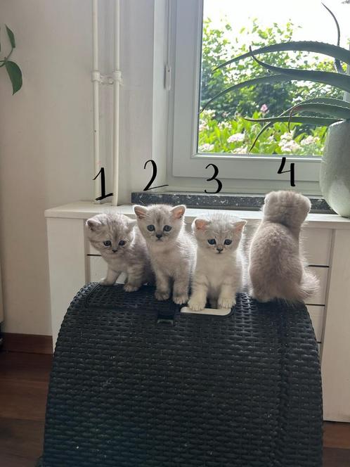 Britse korthaar kittens, Dieren en Toebehoren, Katten en Kittens | Raskatten | Korthaar, Meerdere dieren, 0 tot 2 jaar, Ontwormd