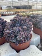 Cactus Myrtillocactus Geometrizans Monstruosa 10,5 en 12 cm, Ophalen of Verzenden, Minder dan 100 cm, Bloeiende kamerplant, Volle zon