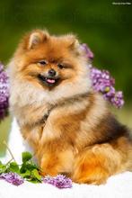 super kleine pomeranian puppys!, Dieren en Toebehoren, Fokker | Hobbymatig, Rabiës (hondsdolheid), 15 weken tot 1 jaar, Buitenland