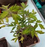 Tomaten plantjes .🍅🍅...2 voor ..., Ophalen, Zomer, Volle zon