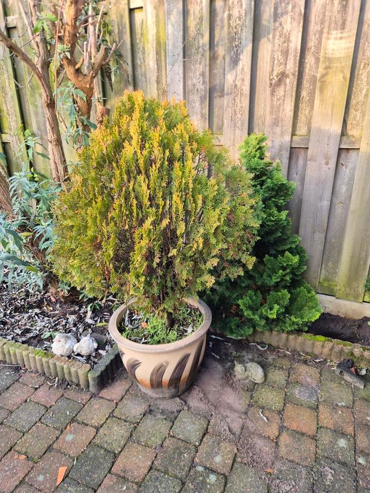 Bloempot, Tuin en Terras, Planten | Bomen, Overige soorten, Minder dan 100 cm, Volle zon, Bloeit niet, In pot, Ophalen