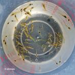 Diverse uitgeselecteerde Neocaridina garnalen BESCHIKBAAR, Dieren en Toebehoren, Kreeft, Krab of Garnaal, Zoetwatervis, Schoolvis