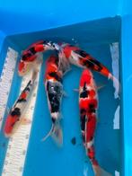 5 mooie koi 30 cm plus, Karper of Koi