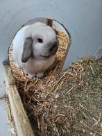 Baby minilops, Ophalen, Zo goed als nieuw, Overige typen