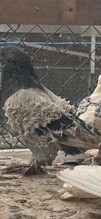 Sierduiven, Dieren en Toebehoren, Vogels | Duiven, Meerdere dieren, Overige soorten