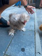 Zijdehoender haan, Dieren en Toebehoren, Pluimvee, Mannelijk, Kip