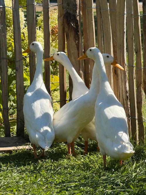 Loopeend man en vrouw wit, Dieren en Toebehoren, Pluimvee, Eend, Meerdere dieren