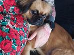 Nieuwe thuis gezocht pekinees mix enkel serieuze kandidaten, 1 tot 2 jaar, Eén hond, Nederland, Particulier
