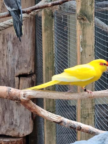 2 Kakariki’s mannen beschikbaar voor biedingen