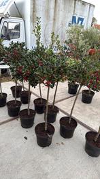 Ilex nellie R stevens nu vol in de bessen hoog 100cm stunt, Vaste plant, Halfschaduw, Herfst, Ophalen