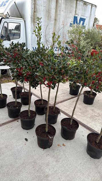 Ilex nellie R stevens nu vol in de bessen hoog 100cm stunt beschikbaar voor biedingen