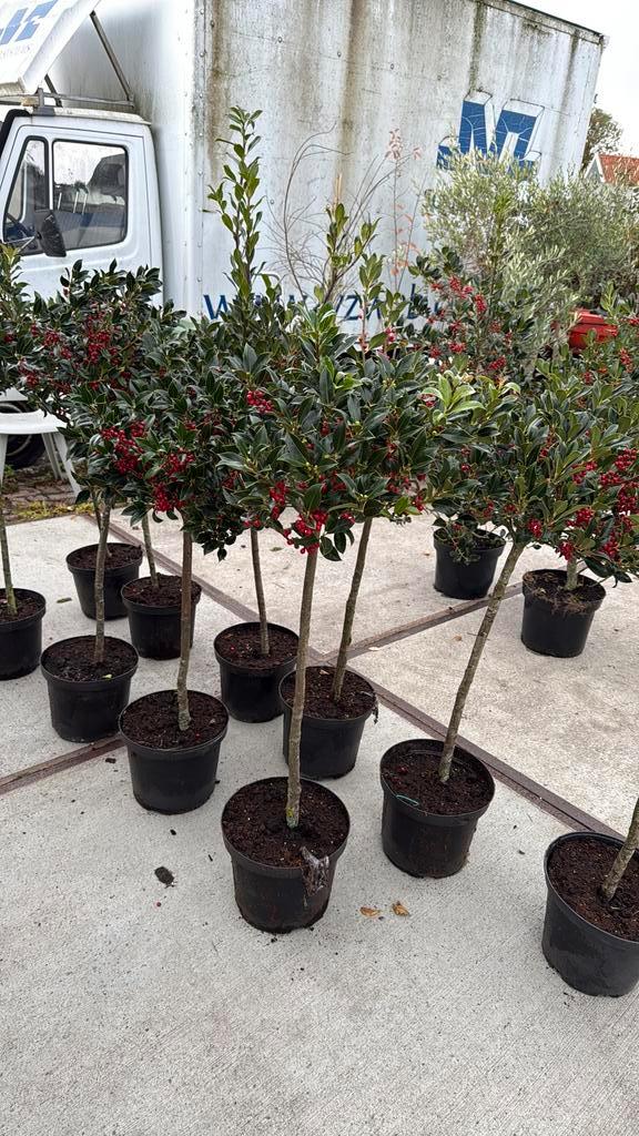 Ilex nellie R stevens nu vol in de bessen nu of nooit 19,95, Tuin en Terras, Planten | Tuinplanten, Vaste plant, Overige soorten
