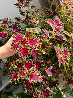 Stekken coleus inky fingers, Ophalen of Verzenden, Halfschaduw, Minder dan 100 cm