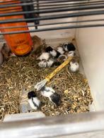 Baby goudhamsters €5 per stuk, Dieren en Toebehoren, September, Meerdere dieren, Hamster