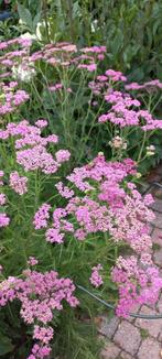 Duizendblad, Achillea millefolium 2 euro, Volle zon, Vaste plant, Zomer, Ophalen