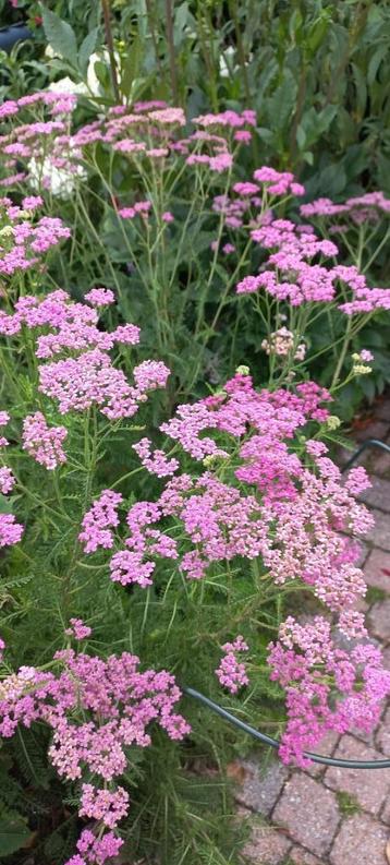 Duizendblad, Achillea millefolium 2 euro beschikbaar voor biedingen
