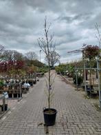 Amberboom - liquidambar styraciflua, Tuin en Terras, Planten | Bomen, Ophalen of Verzenden