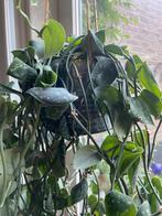 Grote hangplant Scindapsus Pictus Argyraeus in keramiek hang, Huis en Inrichting, Ophalen, Overige soorten, Halfschaduw, In pot