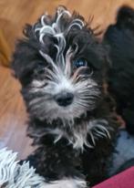 Morki kruising maltezer+ york, CDV (hondenziekte), 8 tot 15 weken, Meerdere, Nederland