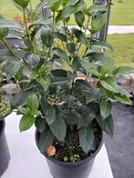 Viburnum Tinus, Tuin en Terras, Ophalen, Overige soorten, Minder dan 100 cm