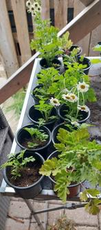Stekjes Moederkruid (Tanacetum) - biologisch, Ophalen of Verzenden, Zomer, Volle zon