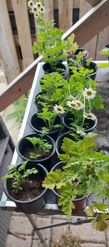 Stekjes Moederkruid (Tanacetum) - biologisch, Tuin en Terras, Planten | Tuinplanten, Overige soorten, Volle zon, Zomer, Ophalen of Verzenden