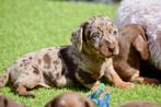 Dwerg teckel pups, choco tan en merle tan, 8 tot 15 weken, Korthaar, Dwerg, Meerdere dieren