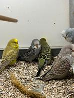 Jonge Engelse Grasparkieten hybride, Dieren en Toebehoren, Vogels | Parkieten en Papegaaien, Meerdere dieren, Parkiet