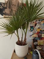 Washingtonia Robusta Palm - Wegens Emigratie, Ophalen, Overige soorten, Volle zon