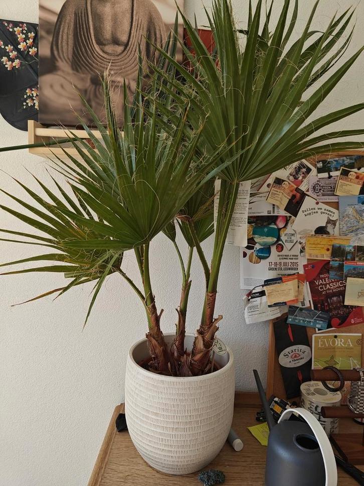 Washingtonia Robusta Palm - Wegens Emigratie, Tuin en Terras, Planten | Tuinplanten, Overige soorten, Volle zon, Ophalen