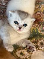 British shorthair, Poes, 0 tot 2 jaar