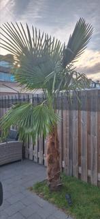 Prachtige grote palmboom, Ophalen, Zomer, Volle zon, Palmboom