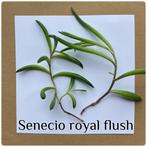 30. Senecio royal flush stekje €1,25, Ophalen of Verzenden, Overige soorten, Minder dan 100 cm