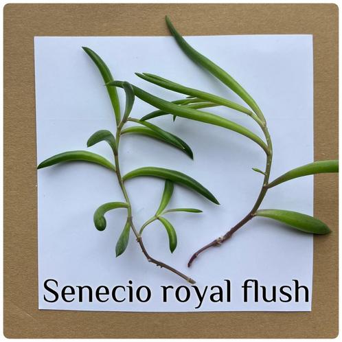 30. Senecio royal flush stekje €1,25, Huis en Inrichting, Kamerplanten, Overige soorten, Minder dan 100 cm, Ophalen of Verzenden