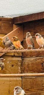 Te koop Harlekijn kanaries, Meerdere dieren, Kleurkanarie