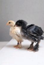 Brahma hennen, Dieren en Toebehoren, Vogels | Kanaries, Vrouwelijk, Kleurkanarie