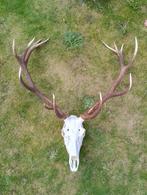 Zeer groot edelhert gewei ongelijke 14-ender schedel, Ophalen, Zo goed als nieuw, Hert, Schedel