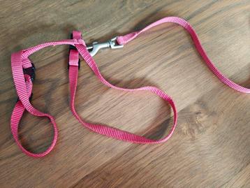 Tuigje en riem voor kat van beeztees beschikbaar voor biedingen
