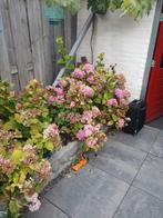3x hortensia gratis!, Ophalen, Zomer, Overige soorten, Halfschaduw