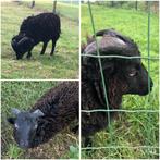 3xramlam Ouessant - lief zachtaardig handtam - kleine kudde, Dieren en Toebehoren, Meerdere dieren, Schaap